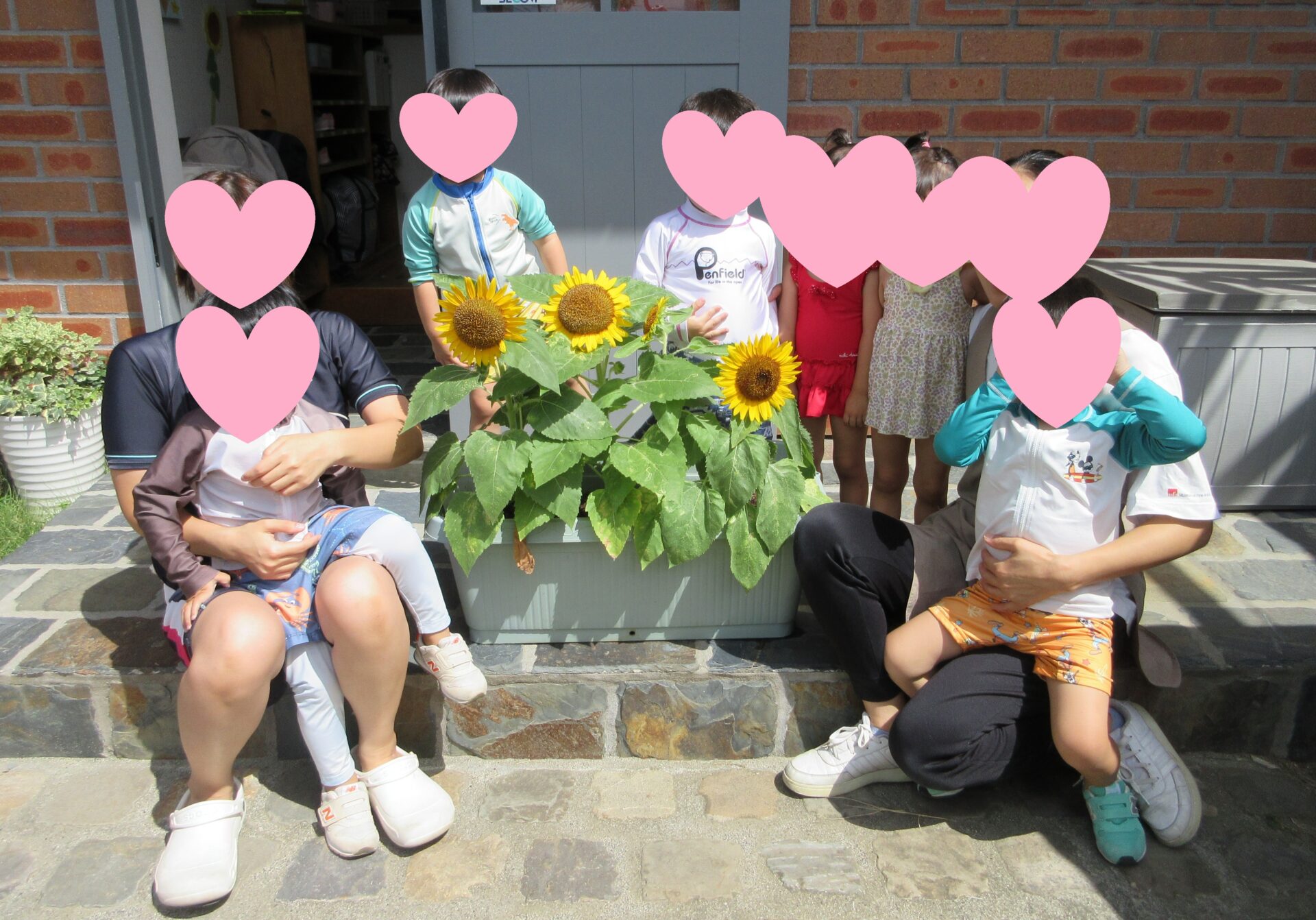 ひまわり🌻